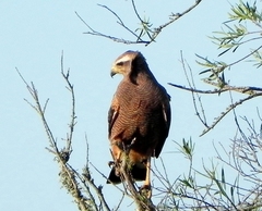 Buteogallus meridionalis