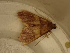 Endotricha mesenterialis