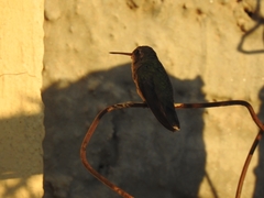 Cynanthus latirostris