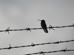 Cynanthus latirostris