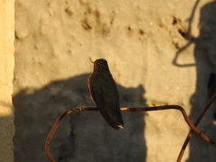 Cynanthus latirostris