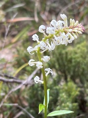 Stackhousia monogyna