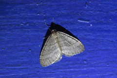 Operophtera brumata