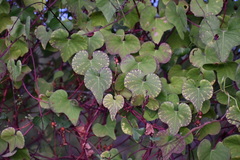 Ipomoea amnicola