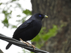 Ptilonorhynchus violaceus