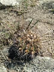 Parodia mammulosa