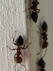 Crematogaster laeviuscula