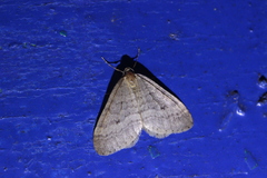 Operophtera brumata
