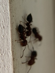 Crematogaster laeviuscula