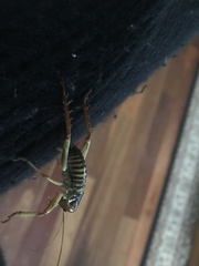 Hemideina crassidens