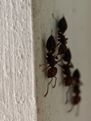 Crematogaster laeviuscula