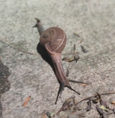 Ariophanta exilis