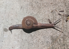 Ariophanta exilis