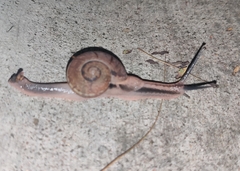Ariophanta exilis