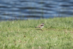Elseyornis melanops