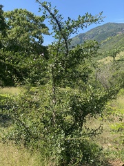 Crescentia alata