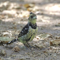 Trachyphonus vaillantii