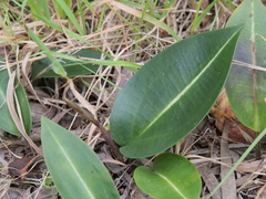 Cryptostylis ovata