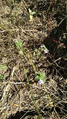 Lantana megapotamica