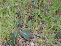 Cryptostylis ovata