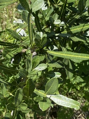 Crescentia alata