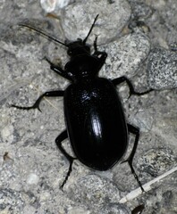 Calosoma marginale