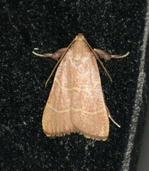 Parachma ochracealis