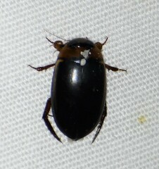 Hydaticus bimarginatus