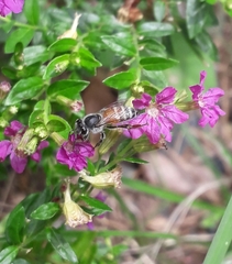 Apis florea