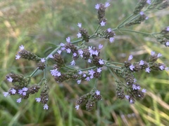 Verbena brasiliensis