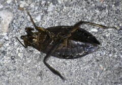 Belostoma subspinosum