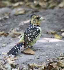 Trachyphonus vaillantii