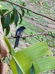 Copsychus malabaricus