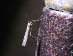 Trichocera annulata