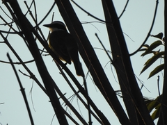 Pitangus sulphuratus