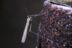 Trichocera annulata