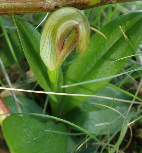 Image of Pterostylis cucullata by no rights reserved