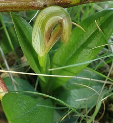 Pterostylis cucullata