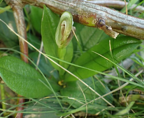 Image of Pterostylis cucullata by no rights reserved
