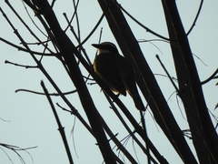 Pitangus sulphuratus