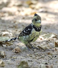 Trachyphonus vaillantii