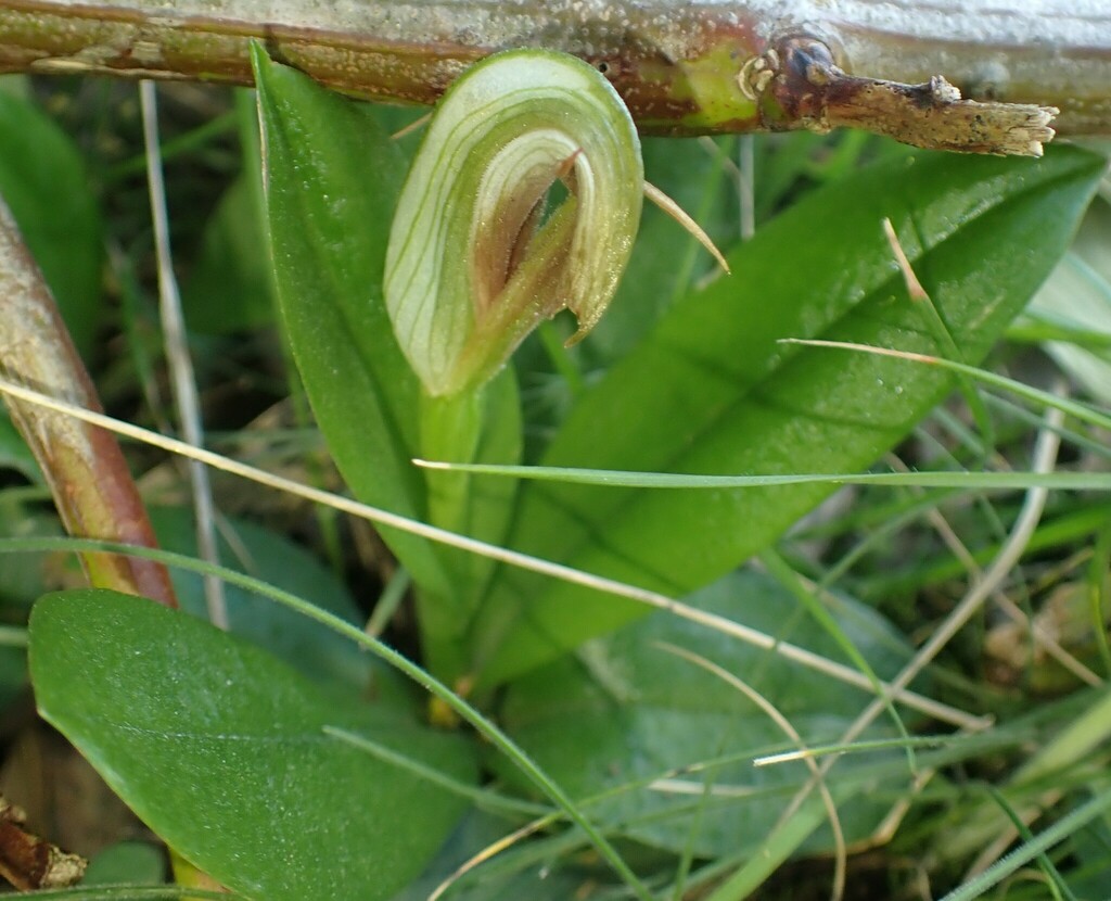 Pterostylis cucullata
