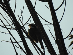 Pitangus sulphuratus