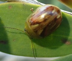 Paropsisterna obliterata