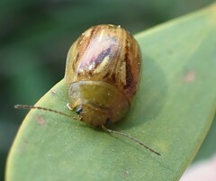 Paropsisterna obliterata