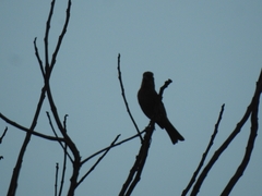 Haemorhous mexicanus