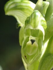 Pterostylis ziegeleri