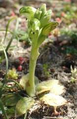 Pterostylis ziegeleri