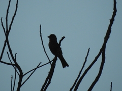 Haemorhous mexicanus