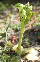 Pterostylis ziegeleri